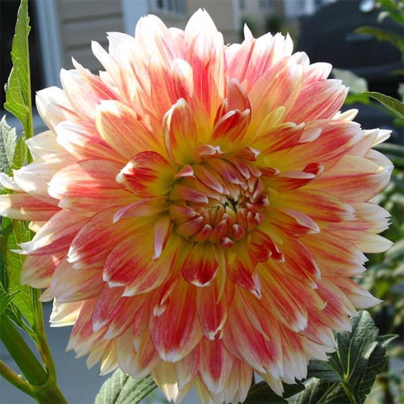 Dahlia Peaches and Cream - decoratieve dahlia (Bloei)