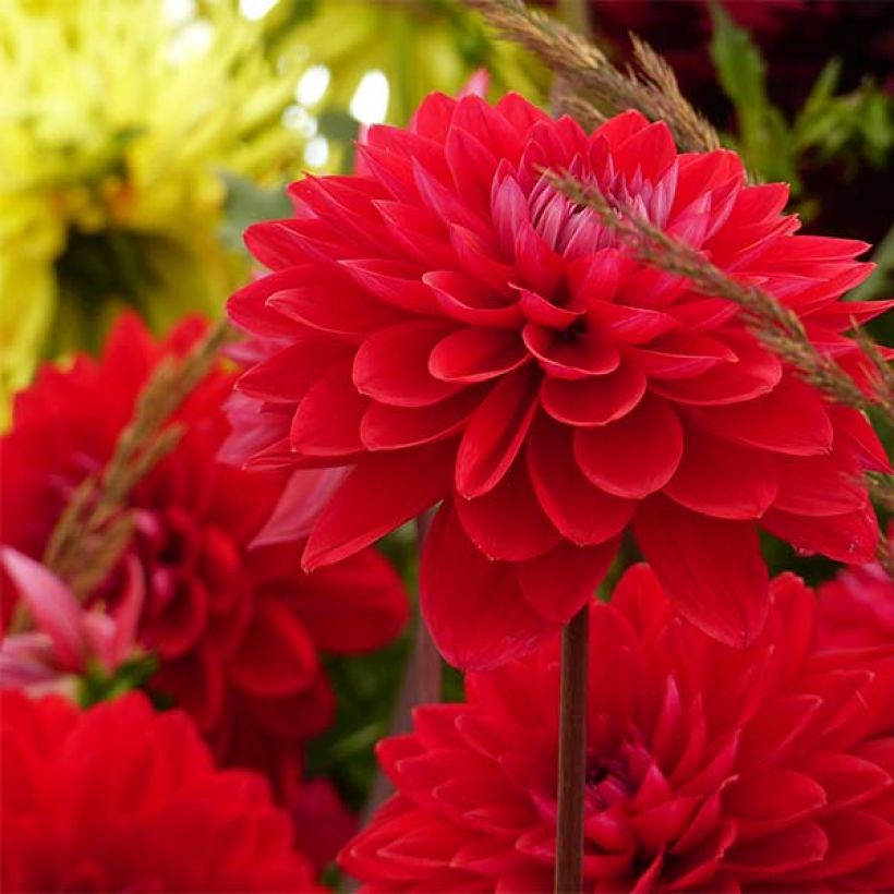 Dahlia Philadelphia - decoratieve dahlia (Bloei)