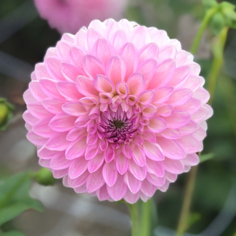 Dahlia Sefton Silvertop - decoratieve dahlia (Bloei)
