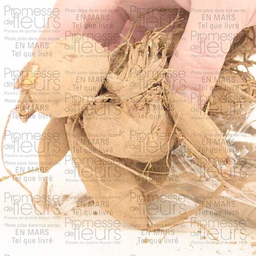 Example of Dahlia Café Au Lait - Dinnerplate dahlia Bol size I as you get