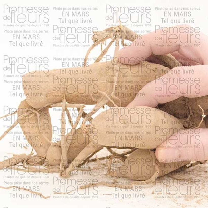 Example of Dahlia Gitts Perfection - grootbloemige dahlia Bol kaliber I as you get