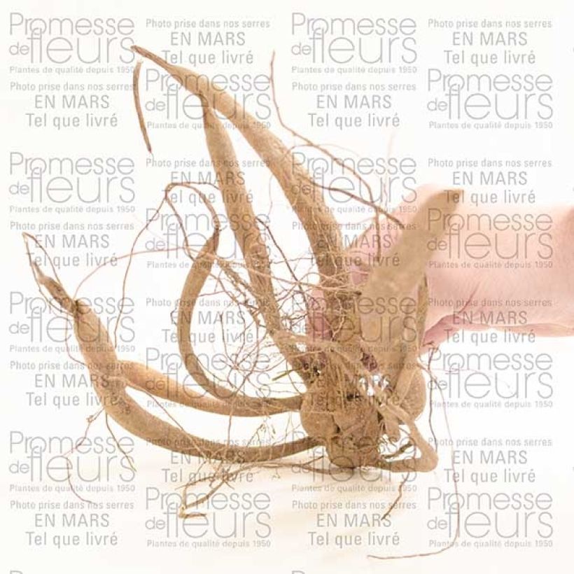 Voorbeeld van een exemplaar van Dahlia imperialis - boomdahlia Bol kaliber I zoals geleverd