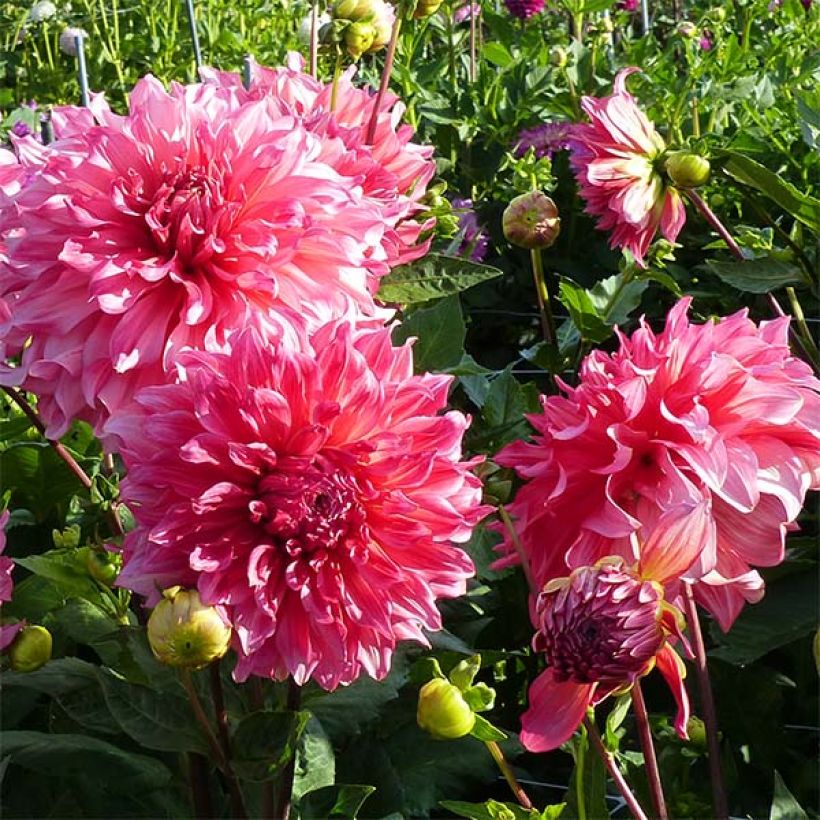 Dahlia Islander - grootbloemige dahlia (Bloei)