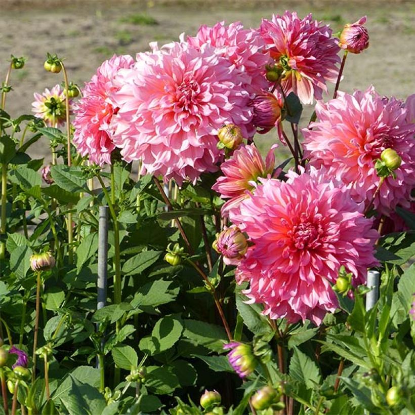 Dahlia Islander - grootbloemige dahlia (Groeiplaats)