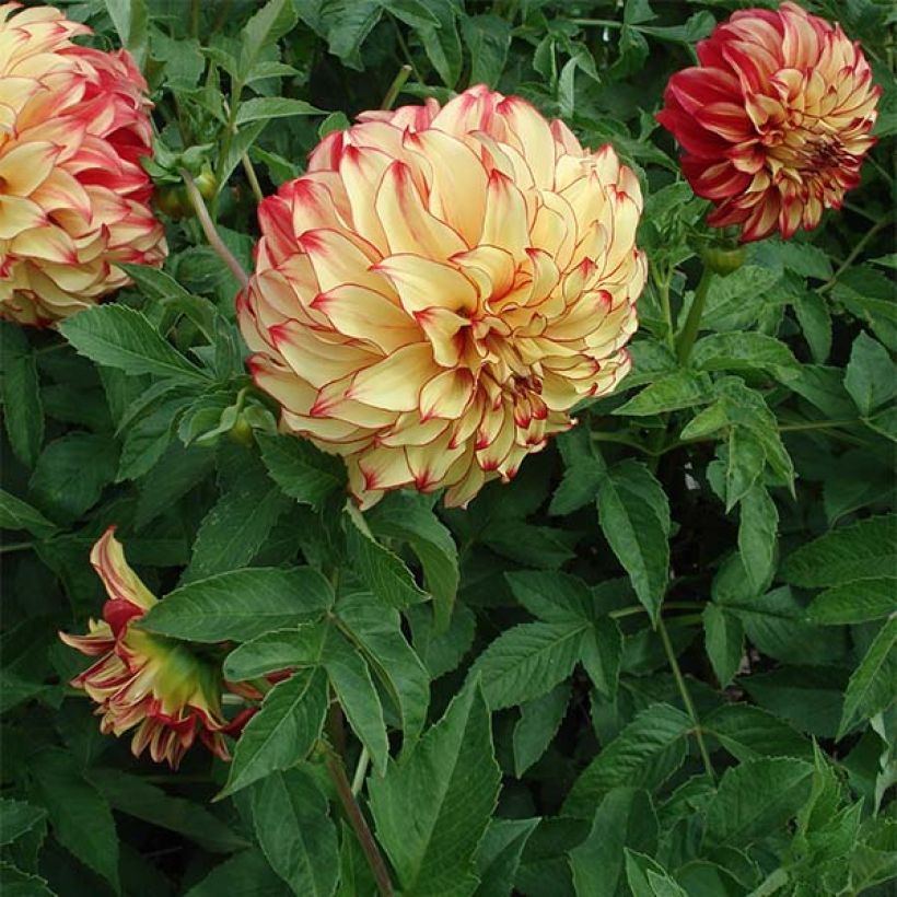 Dahlia Lady Darlene - grootbloemige dahlia (Groeiplaats)
