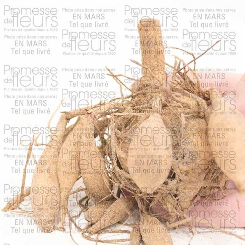 Voorbeeld van een exemplaar van Dahlia Lady Liberty - grootbloemige dahlia Bol size I zoals geleverd