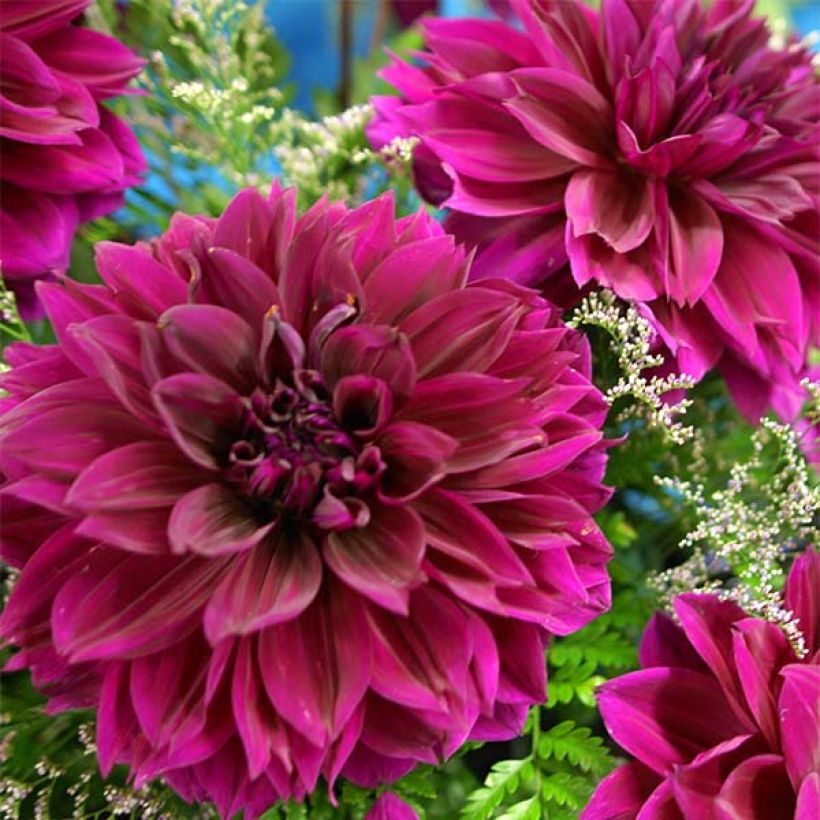 Dahlia Thomas Edison - grootbloemige dahlia (Bloei)