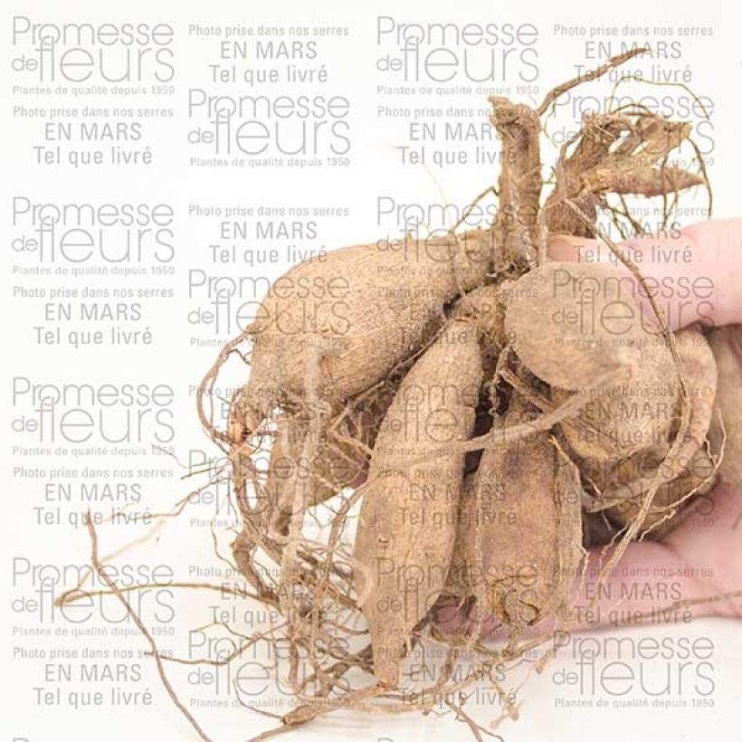 Voorbeeld van een exemplaar van Dahlia Happy Single Juliet - donkerbladige dahlia Bol kaliber I zoals geleverd