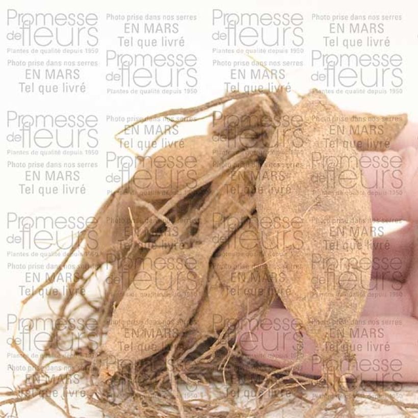 Voorbeeld van een exemplaar van Dahlia Happy Single Kiss - donkerbladige dahlia Bol kaliber I zoals geleverd