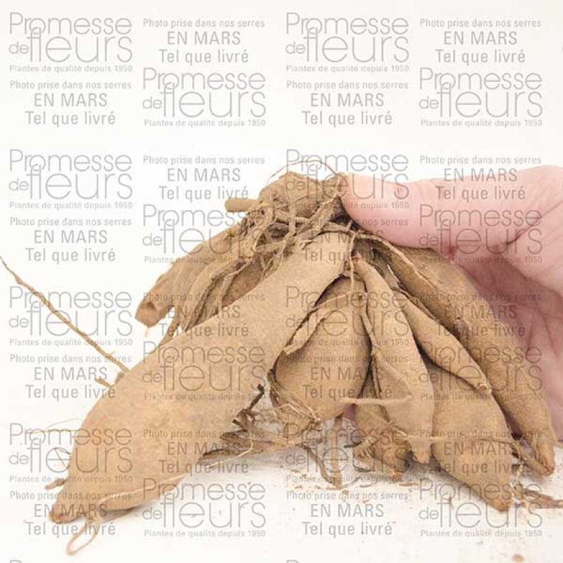 Voorbeeld van een exemplaar van Dahlia Happy Single Party - donkerbladige dahlia Bol kaliber I zoals geleverd