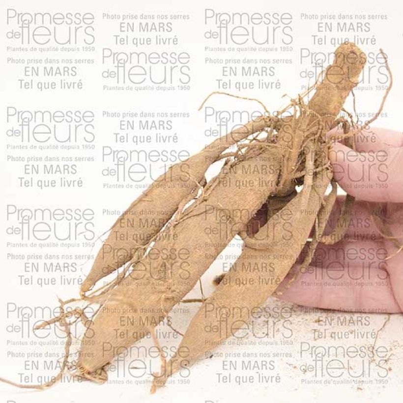 Voorbeeld van een exemplaar van Dahlia Happy Single Princess - donkerbladige dahlia Bol kaliber I zoals geleverd