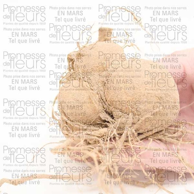 Voorbeeld van een exemplaar van Dahlia Happy Single Romeo - donkerbladige dahlia Bol kaliber I zoals geleverd