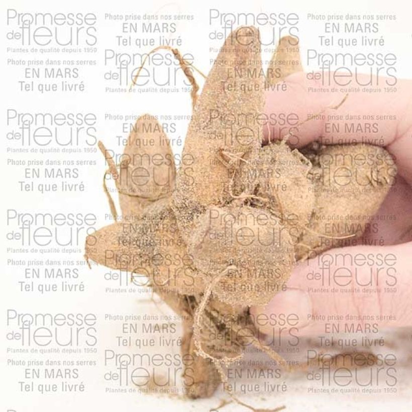 Voorbeeld van een exemplaar van Dahlia Honey - anemoonbloemige dahlia Bol size I zoals geleverd