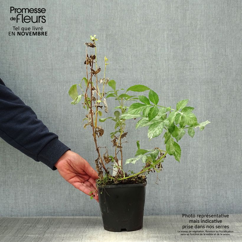 Exemplaar van Dahlia Izarra Honka - orchideebloemige dahlia Pot van 2 l/3 l zoals geleverd in de herfst