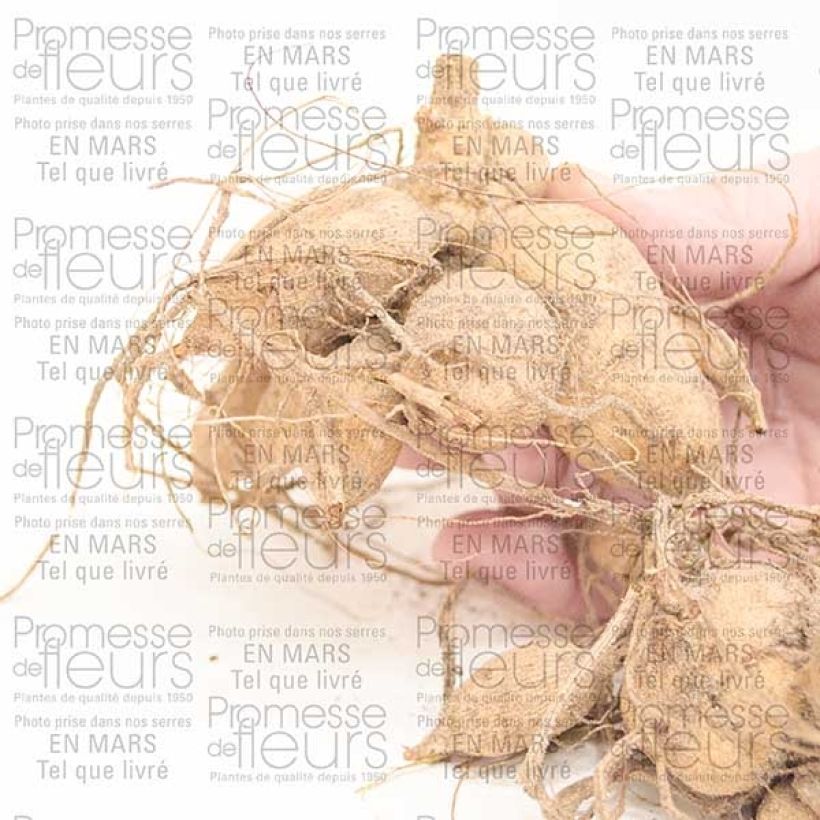 Voorbeeld van een exemplaar van Dahlia Tahoma Moonshot Honka Bol zoals geleverd