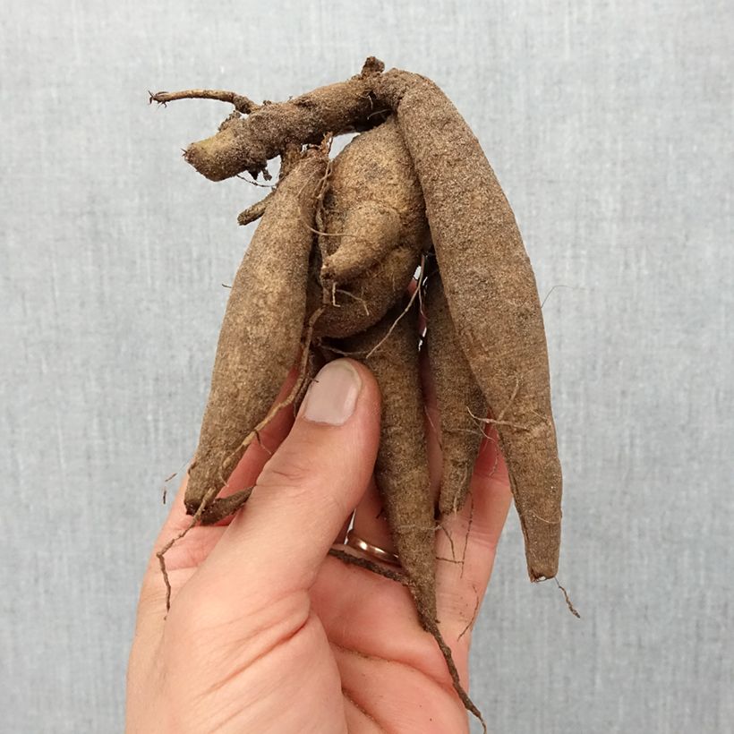 Exemplaar van Dahlia Marron Fox - baldahlia Bol kaliber I zoals geleverd in de lente