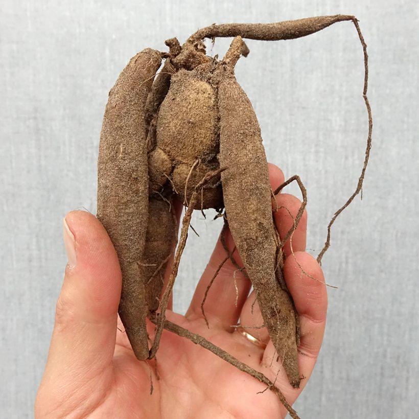 Exemplaar van Dahlia Babette - baldahlia Bol kaliber I zoals geleverd in de lente