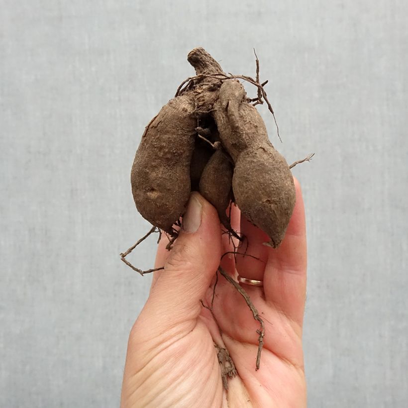 Exemplaar van Dwergdahlia Little Tiger Bol kaliber I zoals geleverd in de lente