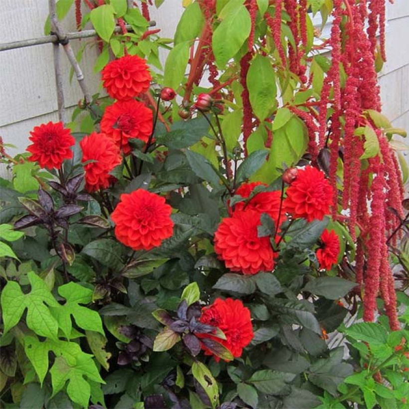 Dahlia Ellen Houston - dwergdahlia (Groeiplaats)