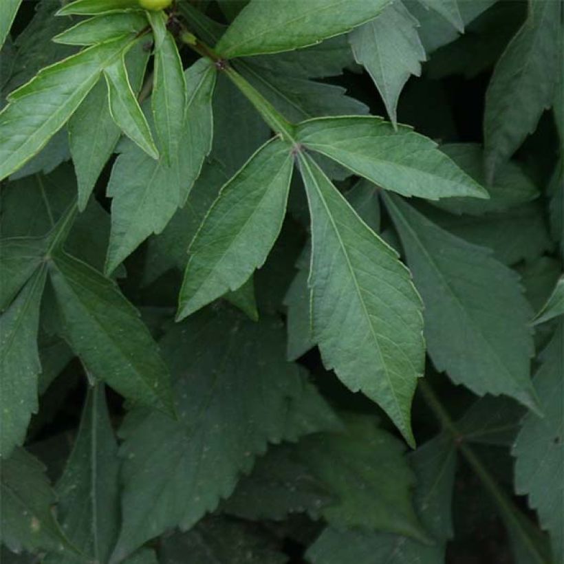 Dwergdahlia Gallery Art Deco - perkdahlia (Blad)