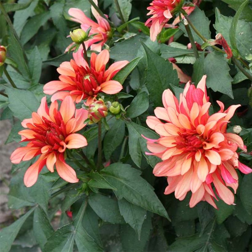 Dwergdahlia Gallery Art Deco - perkdahlia (Bloei)