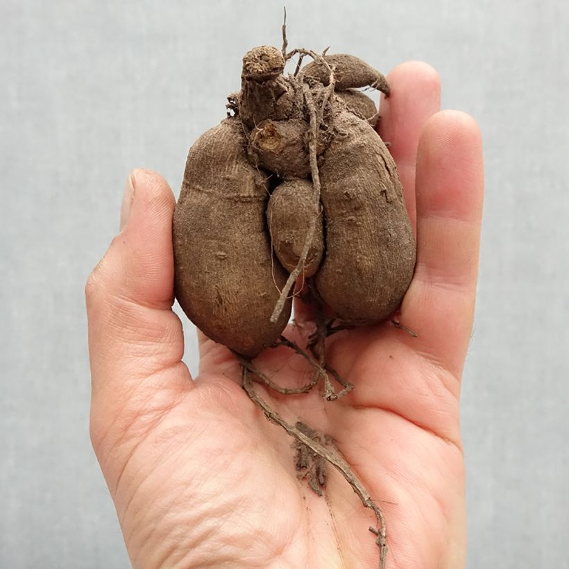 Exemplaar van Dwergdahlia Gallery Art Deco - perkdahlia Bol kaliber I zoals geleverd in de lente