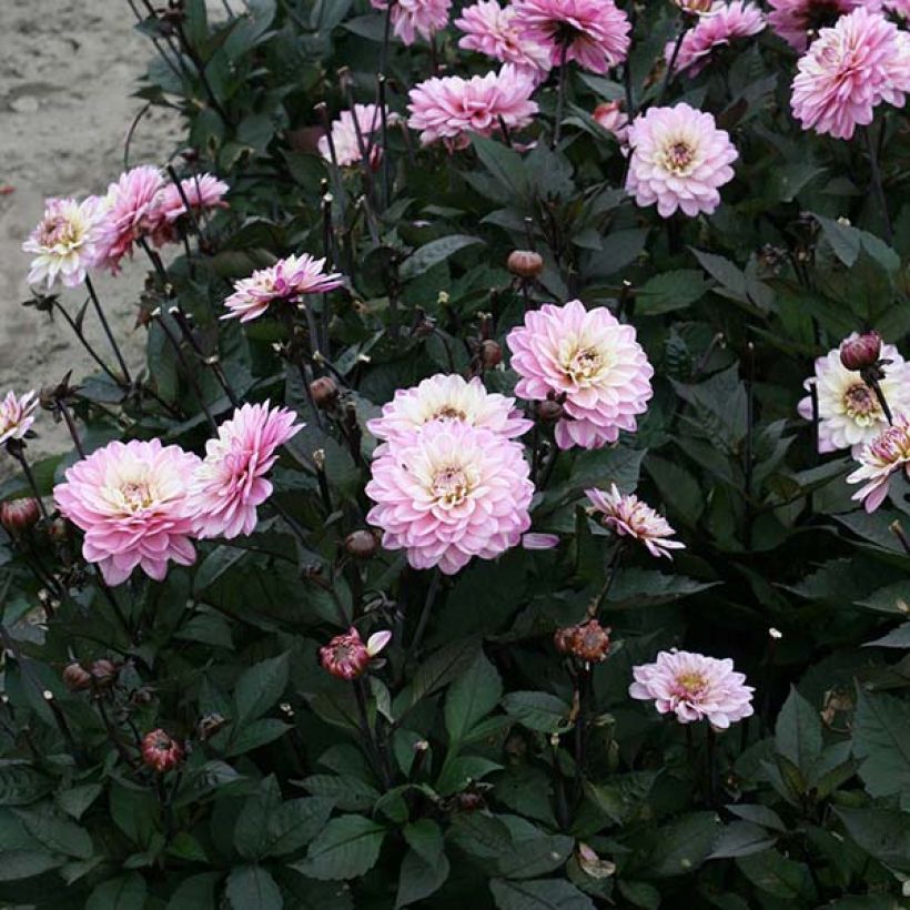 Dahlia Gallery De la Tour - dwergdahlia (Bloei)