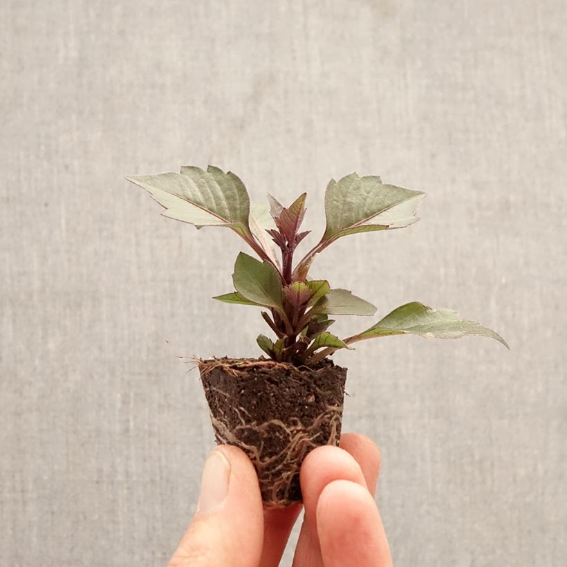 Exemplaar van Dwergdahlia Gardenetta Orange Mini-mot Ø 3/4 cm zoals geleverd in de lente