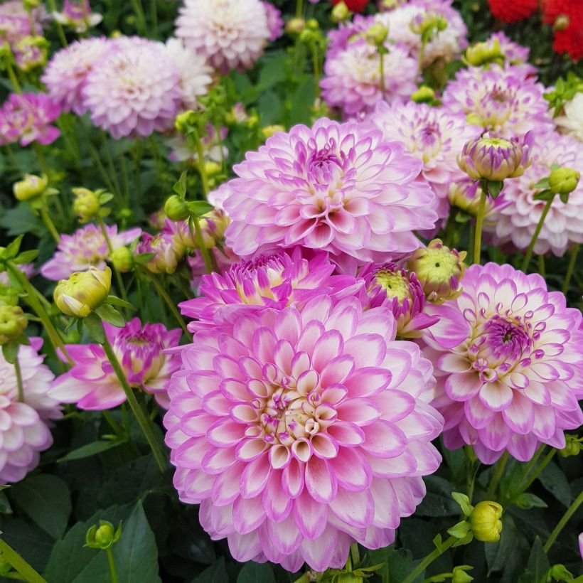 Dahlia Melody Dixie - dwergdahlia (Bloei)