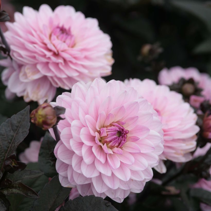 Dwergdahlia Melody Harmony (Bloei)
