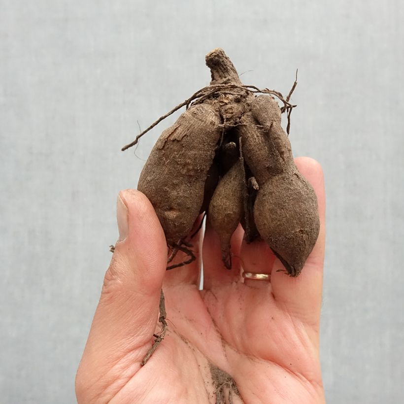 Exemplaar van Dahlia Melody Lizza - dwergdahlia Bol kaliber I zoals geleverd in de lente