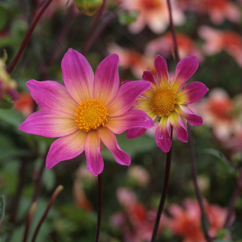 Dahlia Bright Eyes - perkdahlia (Bloei)