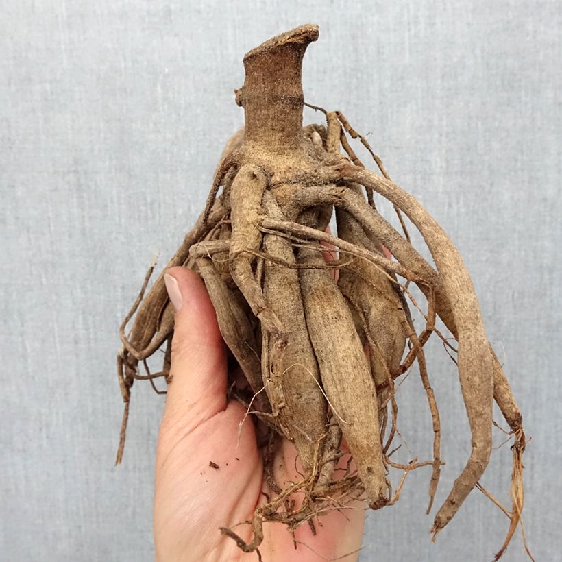 Exemplaar van Dahlia Flaming Emperor - perkdahlia Bol kaliber I zoals geleverd in de lente