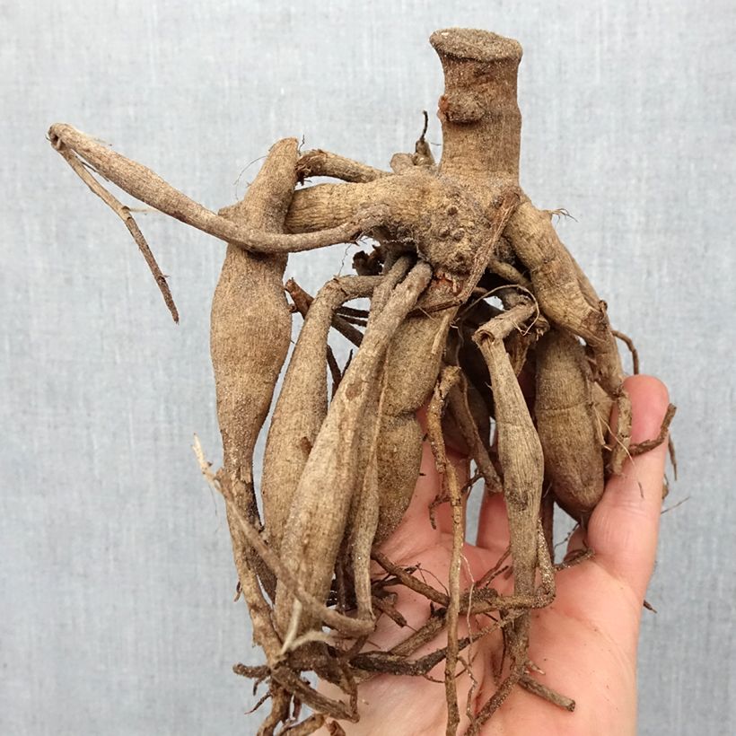 Exemplaar van Dahlia Pink Emperor - perkdahlia Bol kaliber I zoals geleverd in de lente