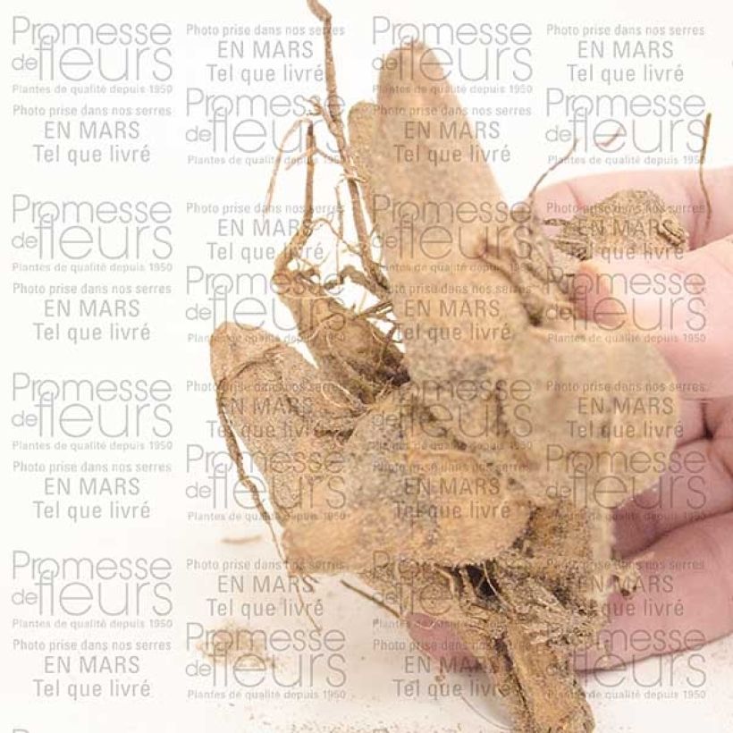 Voorbeeld van een exemplaar van Dahlia Perle d'Heemstede - Waterleliedahlia Bol zoals geleverd