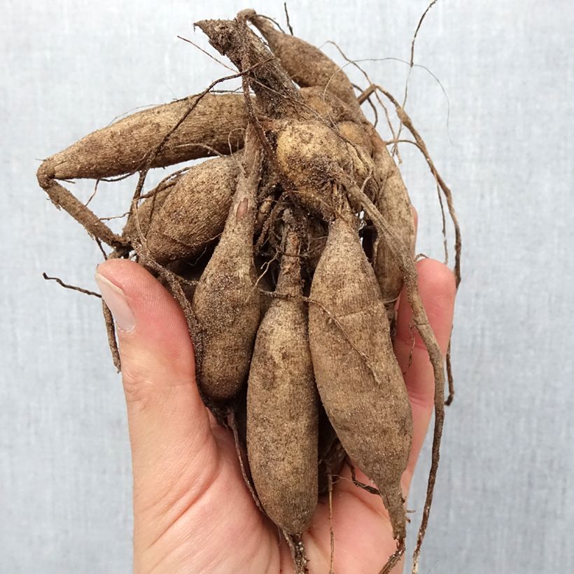 Exemplaar van Dahlia Salsa - pompon dahlia Bol kaliber I zoals geleverd in de lente