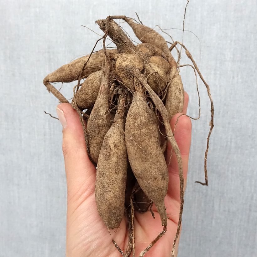 Exemplaar van Dahlia Sunny Boy - Pompon dahlia Bol kaliber I zoals geleverd in de lente