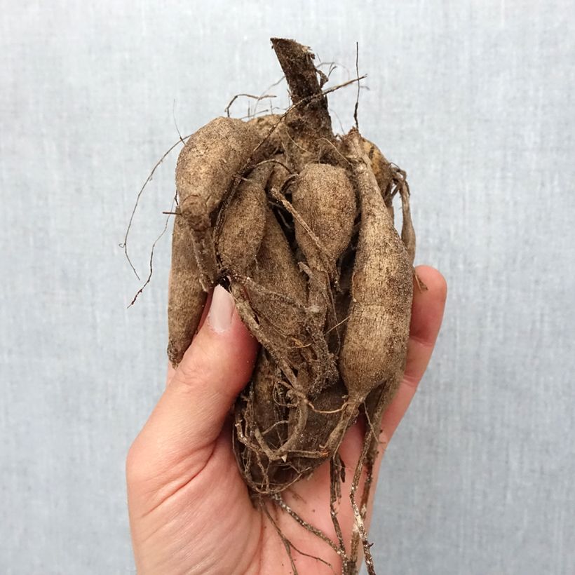 Exemplaar van Dahlia Zundert Mystery Fox - pompon dahlia Bol kaliber I zoals geleverd in de lente