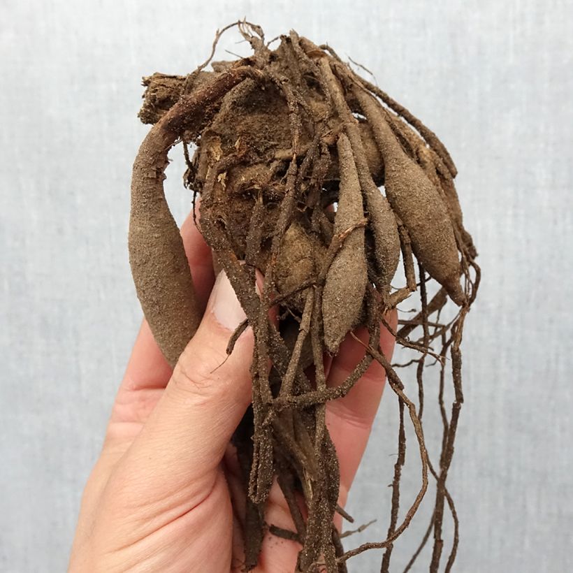 Exemplaar van Dahlia Pinelands Pam - Semicactus dahlia Bol kaliber I zoals geleverd in de lente