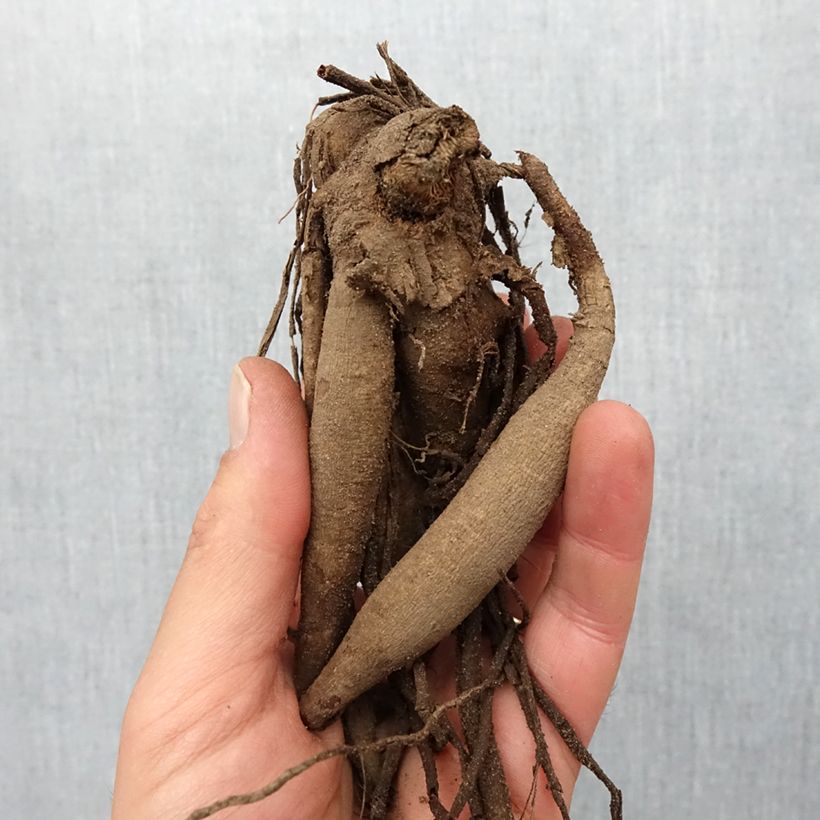 Exemplaar van Dahlia Penhill Autumn Shade - Semicactus dahlia Bol kaliber I zoals geleverd in de lente