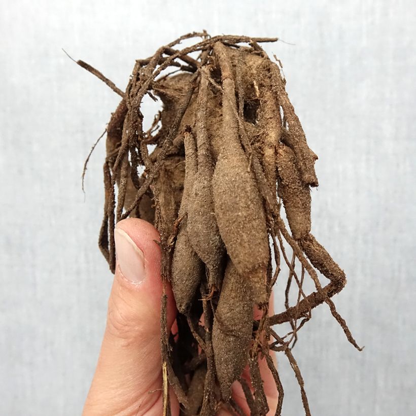 Exemplaar van Dahlia Rip City - Semicactus dahlia Bol kaliber I zoals geleverd in de lente