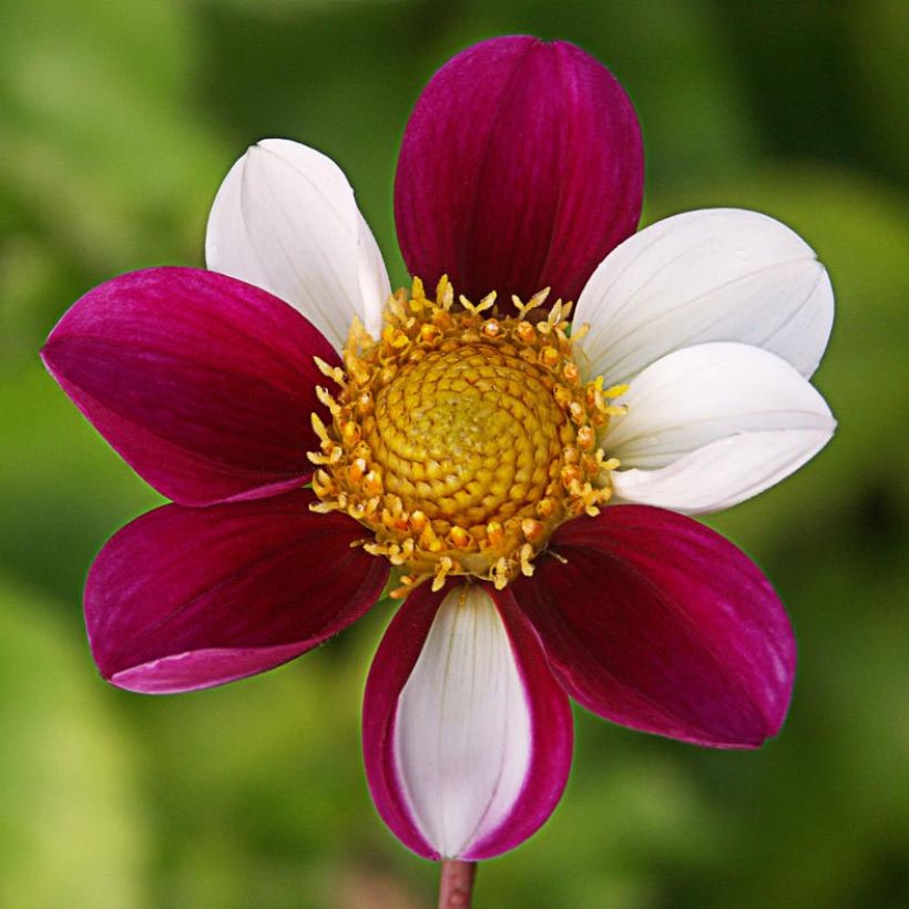 Dahlia Twynings Smartie - perkdahlia (Bloei)