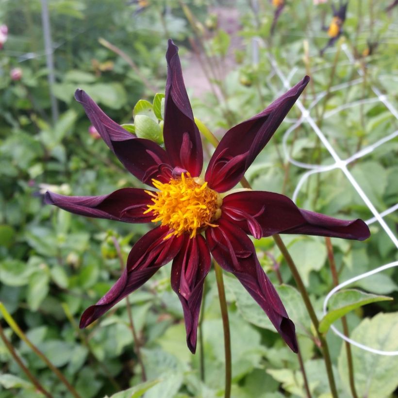 Dahlia Verrone's Obsidian - orchideebloemige dahlia (Bloei)