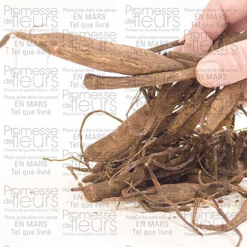 Voorbeeld van een exemplaar van Dahlia Wizard Of Oz - baldahlia Bol kaliber I zoals geleverd