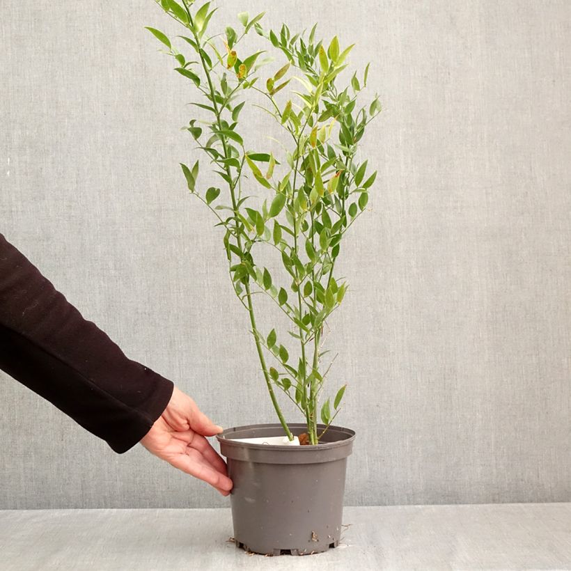 Exemplaar van Danae racemosa - Alexandrijnse laurier Pot van 3 l/4 l zoals geleverd in de herfst