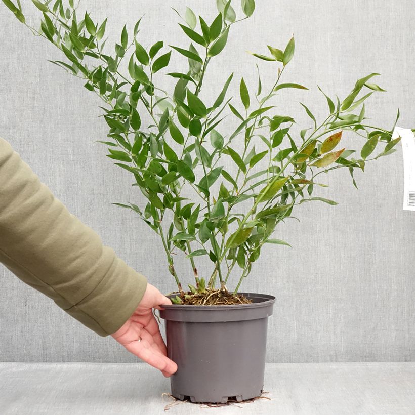 Exemplaar van Danae racemosa - Alexandrijnse laurier Pot van 3 l/4 l zoals geleverd in de winter