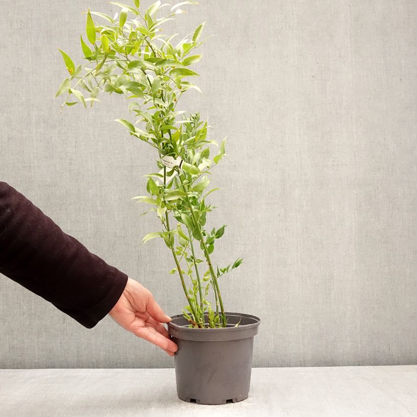 Exemplaar van Danae racemosa - Alexandrijnse laurier Pot van 3 l/4 l zoals geleverd in de lente