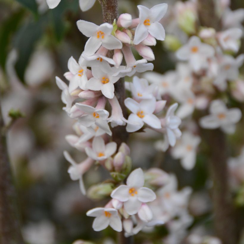 Daphne bholua - Peperboompje (Flowering)