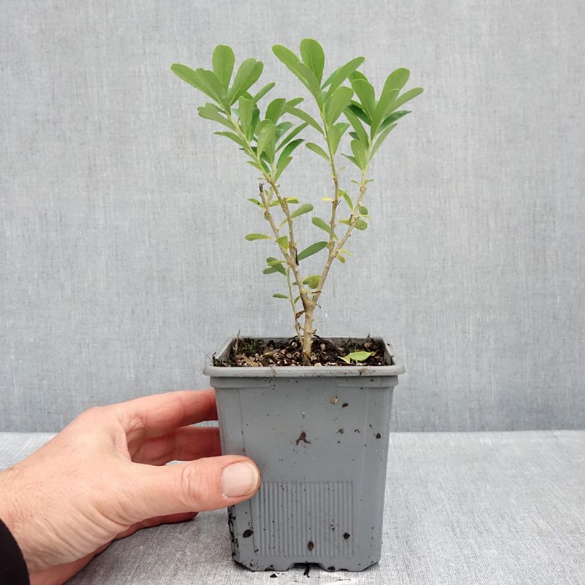 Exemplaar van Daphne gemmata Royal Crown - Peperboompje Pot van 1 l/1,5 l zoals geleverd in de herfst