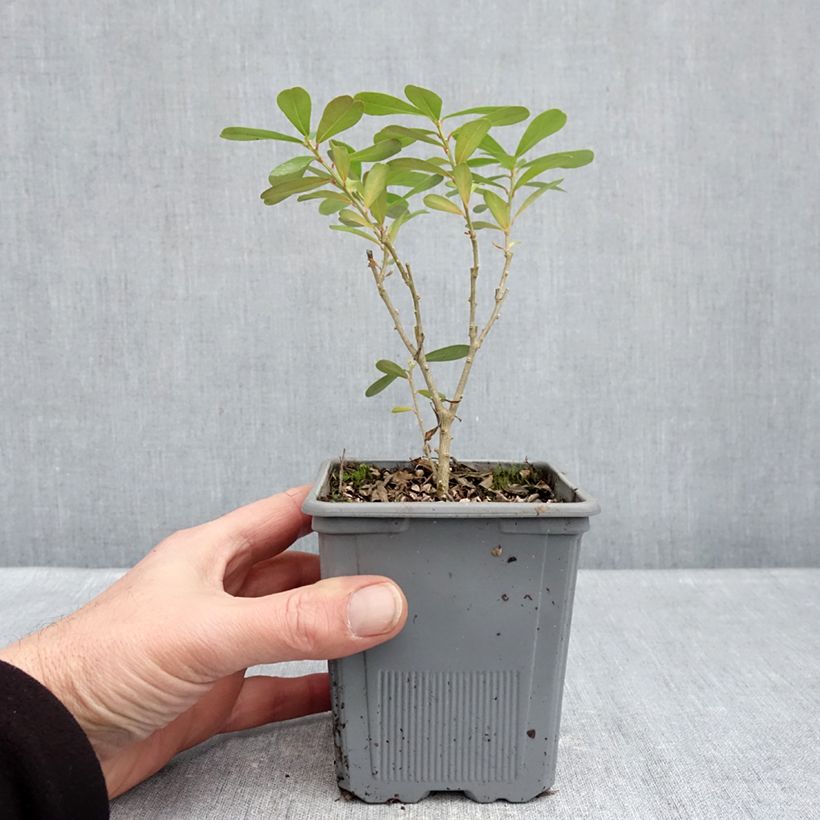 Exemplaar van Daphne gemmata Royal Crown - Peperboompje Pot van 1 l/1,5 l zoals geleverd in de winter